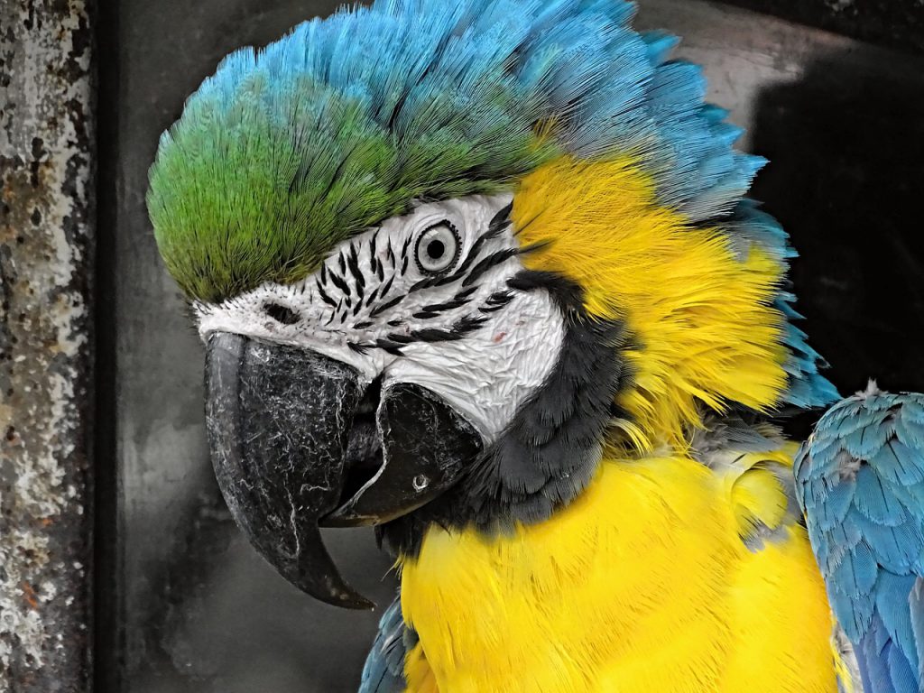 How To Paint A Parrot In Under 45 Minutes